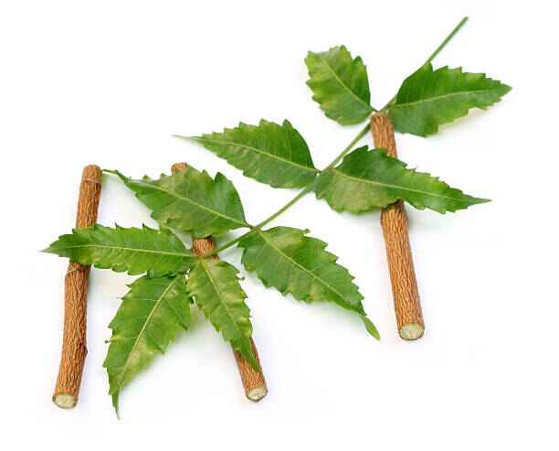 Neem Leaves for Teeth