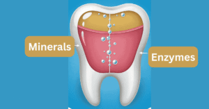 How saliva minerals naturally help heal cavities with food