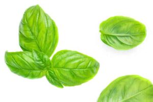 basil leaves have ability to whiten teeth naturally