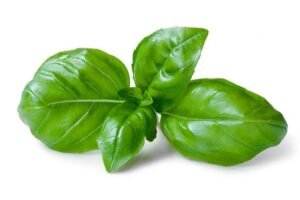 basil herb for white teeth