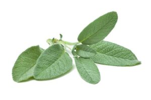 sage herb for white teeth