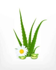herbal remedies for healthy gums include Chamomile and aloe vera 